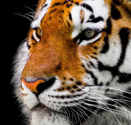 /upload/iblock/b3d/animal-2923186_640.jpg