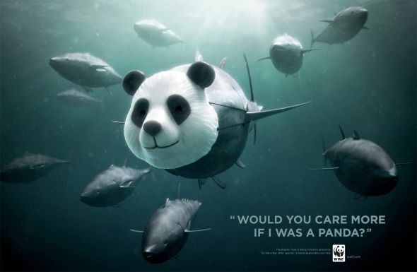 wwf-tunapanda.preview.jpg